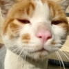 minmin-cat-mew的头像，来自妈咪汇网