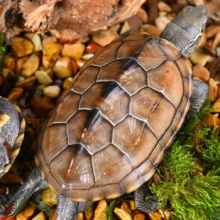 中华草龟 小乌龟（6~7cm）