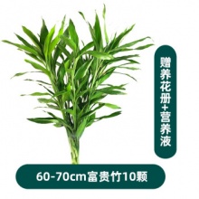 种着玩  富贵竹水培绿植60-70cm*10支