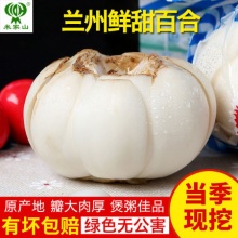 米家山 兰州新鲜百合大皇500g