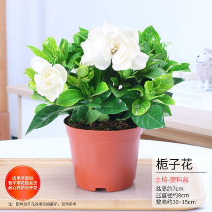 景润赉 室内花卉盆栽栀子花