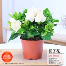 景润赉 室内花卉盆栽栀子花