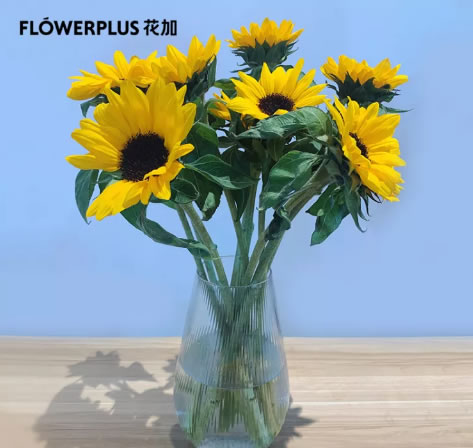 FlowerPlus花加2款鲜花