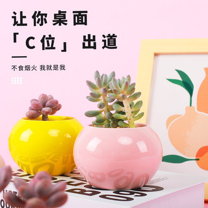 呆萌妞 多肉盆栽