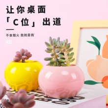 呆萌妞 多肉盆栽