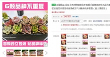 【4.9】羌域优品 多肉植物6颗多肉不重复（原土球发货）