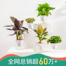迷糊妞绿萝/富贵椰子/栀子花盆栽