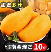 海南  金煌芒果10斤