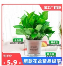 【4.9】萌肉之家 绿萝盆栽 含盆