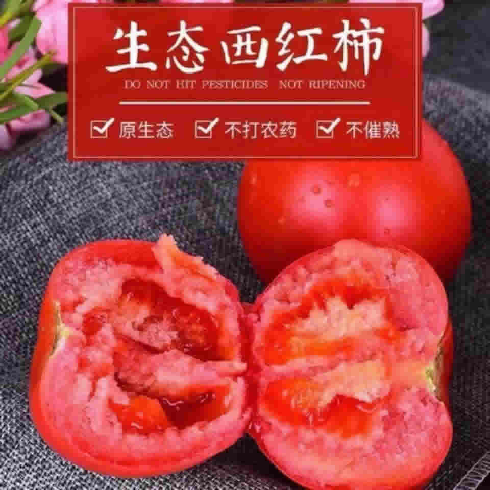 普罗旺斯西红柿5斤大果