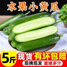 水果黄瓜爽口黄瓜5斤
