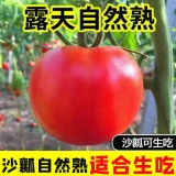 普罗旺斯沙瓤西红柿5斤