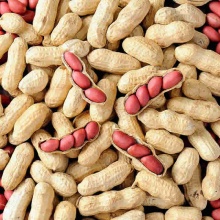 四粒红花生500g