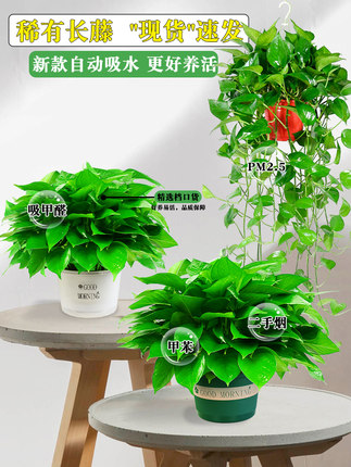 绿遇大叶绿萝盆栽