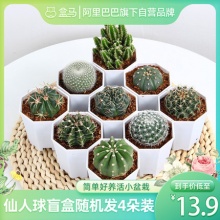 盒马  仙人球盆栽盲盒4朵