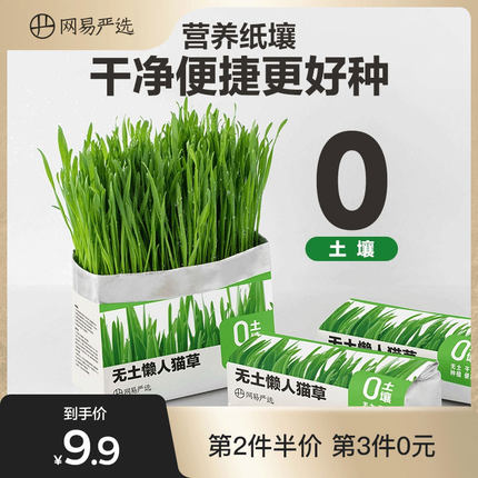 网易严选懒人猫草盆栽*3包