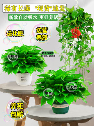 绿遇大叶绿萝盆栽