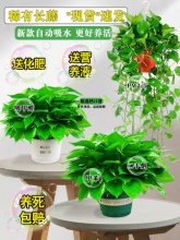 绿遇大叶绿萝盆栽