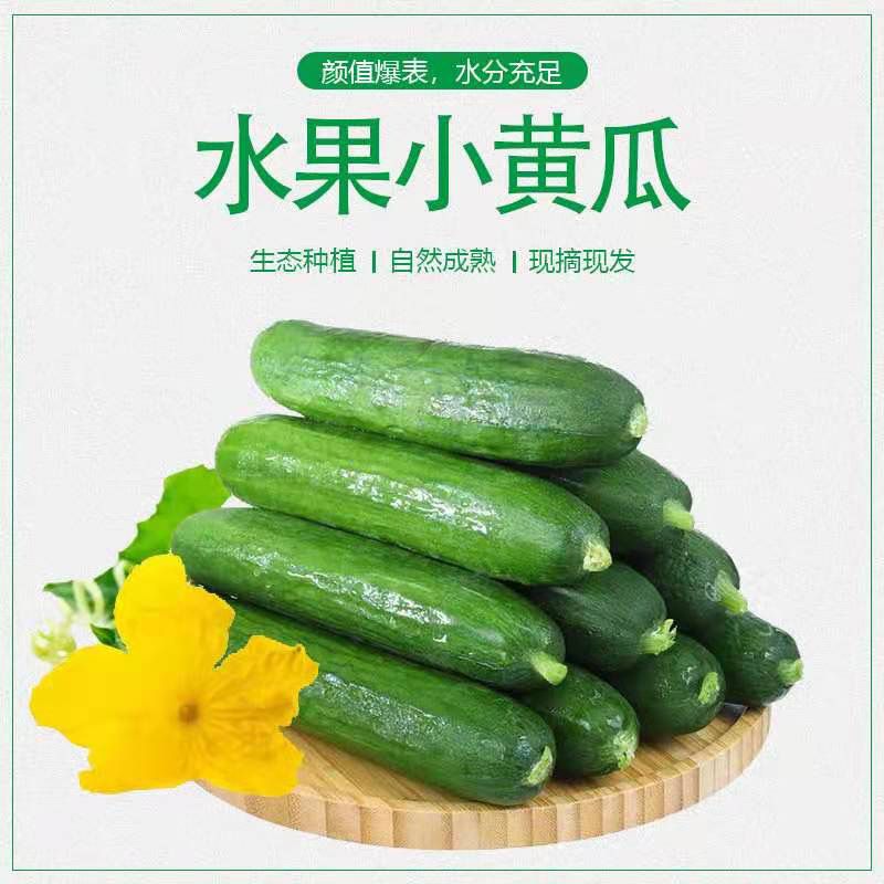 水果小黄瓜5斤