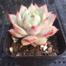 乌木黑檀汁多肉植物