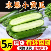 飨德 水果黄瓜5斤