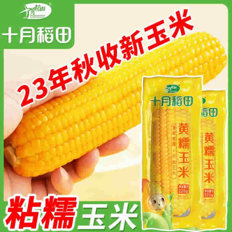 十月稻田 黄糯玉米220g*8根