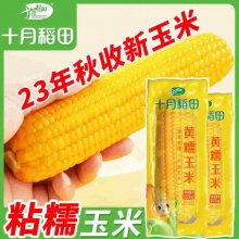 十月稻田 黄糯玉米220g*8根