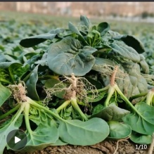 新鲜趴地小菠菜