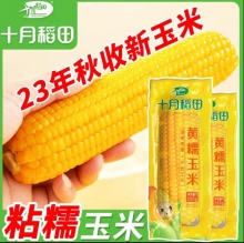 十月稻田 黄糯玉米220g*10根