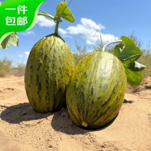 京鲜生 甘肃大漠斗牛蜜瓜6-7斤