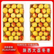 玖玖农场 陕西大荔冬枣净重4.5斤单果15g起