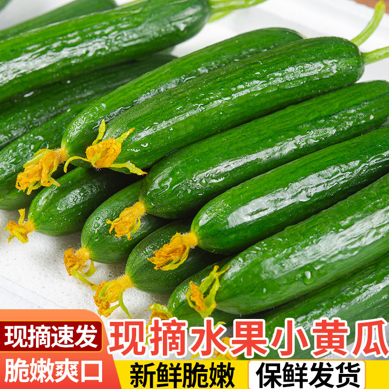 水果小黄瓜3.1斤带箱
