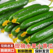水果小黄瓜3.1斤带箱