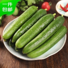 京鲜生  水果黄瓜 5斤装单根70g起