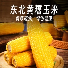 京鲜生 东北黄糯玉米棒220g×8根