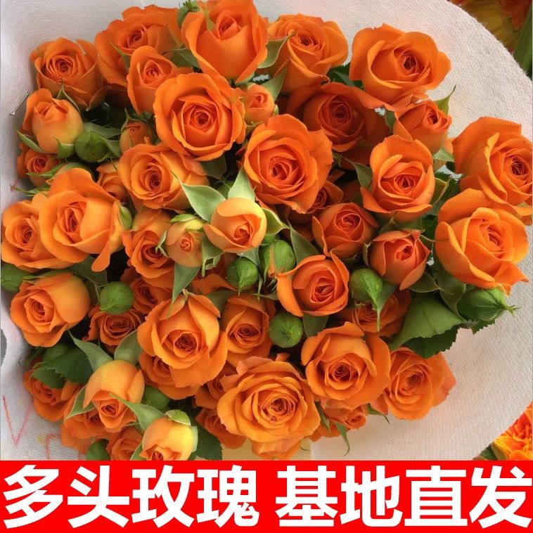 多头玫瑰10支