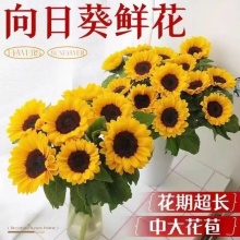 向日葵鲜花10支 