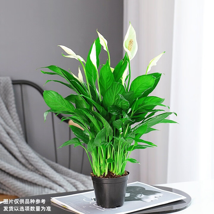 白掌3株带花+原盆+营养液