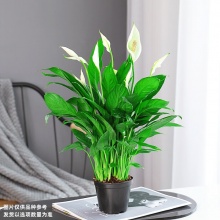 白掌3株带花+原盆+营养液