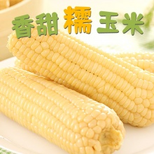  京鲜生 东北白糯玉米230g*8棒