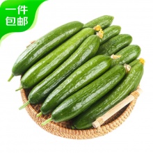 京鲜生 山东荷兰水果黄瓜净重5斤 单果100g+