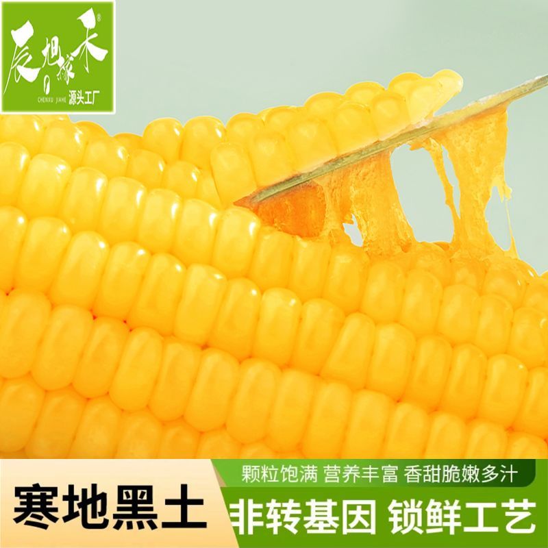 辰旭稼禾 东北玉米10根 220-260g /根