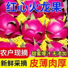 湛江 红心火龙果大果300g以上5斤