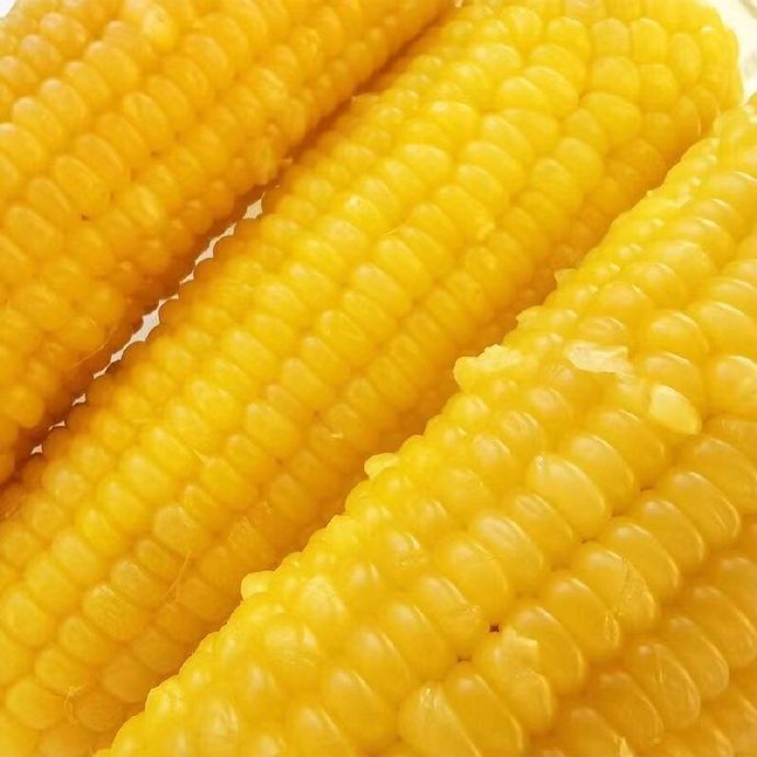 辰旭稼禾 东北玉米10根 220-260g /根