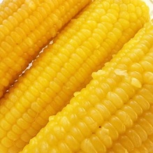 辰旭稼禾 东北玉米10根 220-260g /根