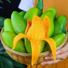 正宗大青芒